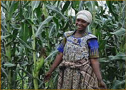 Maize Farming